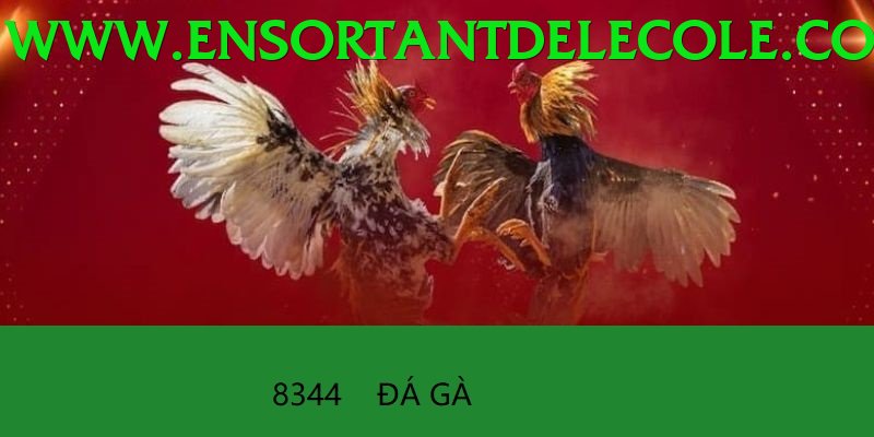 Đá Gà Trực Tiếp - Trải nghiệm tuyệt vời