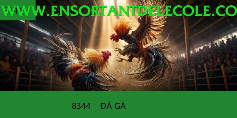Đá Gà Trực Tiếp - Ưu đãi đặc biệt